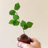 HUTTE(ヒュッテ)カップ付き ベース